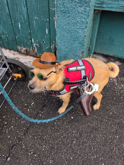 A dog with tan fur, wearing a red "Support Animal" vest, a brown fedora, and green sunglasses, lies on a leash attached to a black shopping cart on a gray asphalt surface in Spring Valley, United States of America. The dog is lying next to a teal-painted wooden wall. A pair of handcuffs and a brown leather pouch are attached to the harness.