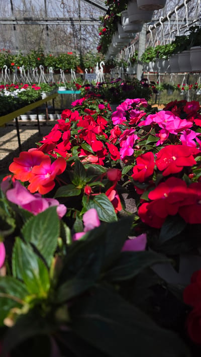 The image shows rows of red and pink impatiens flowers hanging in a greenhouse, likely a flower shop. The location is Usoika, Bulgaria, as requested. The flowers are in full bloom and arranged in hanging baskets. The greenhouse is constructed of metal supports and clear plastic sheeting to allow sunlight to reach the plants. Rows of white planters and hanging hooks are also visible in the background.