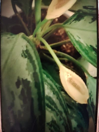 The image depicts a close-up view of a plant with variegated leaves and a single white spathe with a spadix, a common inflorescence in plants like peace lilies. The leaves are a deep green with irregular lighter green or silvery markings. The spathe is elongated and pointed, appearing to be in the process of unfurling, revealing a creamy interior. The background is blurred, showing the soil of the plant pot. There are no people or discernible actions or interactions. The image is framed by a metallic border, suggesting it may be a photograph within a frame. No specific location in Bahshitpa, Uzbekistan, can be identified from the visual information provided.