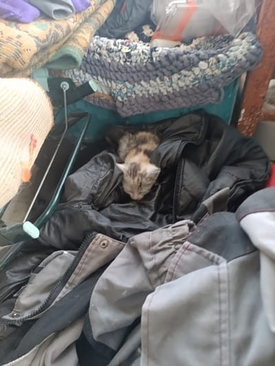 A kitten is nestled within the folds of a black puffer jacket. The kitten, with tabby markings, appears to be sleeping or resting. The jacket is surrounded by other fabric items, including what looks like a patterned rug and other clothing. The scene is indoors, likely in a storage area or a cluttered room, potentially in Hromtau, Kazakhstan, given the context provided. The lighting is dim, suggesting an indoor environment with limited natural light.