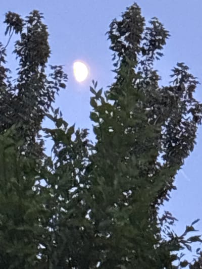 The image shows a hazy view of the moon peeking through the dark green leaves of trees. The moon is partially illuminated, appearing as a crescent shape. The sky is a pale blue, suggesting it is either early morning or late evening. The foliage is dense, with some lighter areas where the sky is visible through the branches. The overall impression is one of a natural scene observed from below, looking upwards. The provided metadata indicates the image was taken in Coslada, Spain.