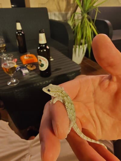 In Rimini, Italy, a small, light-colored gecko with green markings rests on a person's hand. The gecko is positioned on the palm, facing left, with its tail extending towards the right. The background is blurred but suggests an outdoor setting with dark furniture, two bottles of beer, and a glass of beer on a table. A plant in a white pot is also visible. The lighting indicates it is likely evening or night.