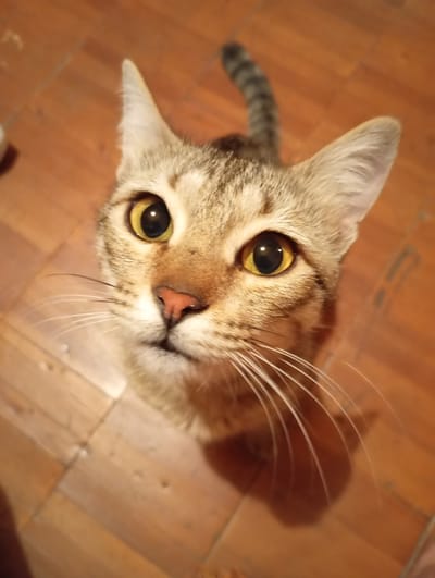 A close-up, high-angle shot captures the face of a tabby cat with striking yellow eyes looking directly up at the camera. The cat's fur is a mix of brown, grey, and black tabby markings. Its pink nose is prominent, and long white whiskers fan out from its muzzle. The background is a warm, wooden floor with visible grain and some imperfections. A portion of the cat's tail, marked with dark stripes, curves into the upper right corner of the frame. The lighting is warm and somewhat dim, casting soft shadows. There are no people or discernible landmarks related to Mirzo Ulugbek, Uzbekistan, present in the image.