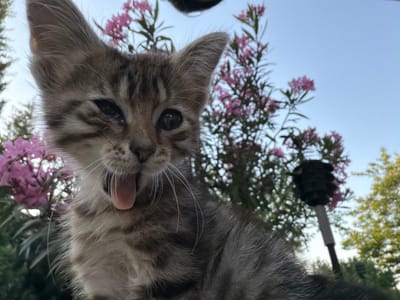 A close-up, low-angle shot captures a young tabby kitten mid-yawn, its mouth wide open revealing a pink tongue. The kitten's fur is a mix of grey and brown stripes, and its eyes are large and dark, with one eye appearing to be slightly closed or squinting. Long, white whiskers fan out from its muzzle. In the background, out of focus, are pink oleander flowers and green foliage against a bright blue sky. A dark, indistinct object, possibly another animal or a person's head, is visible at the very top of the frame. The scene appears to be outdoors, with the soft lighting suggesting it might be early morning or late afternoon. The presence of oleander flowers is common in coastal areas like Novxanı, Azerbaijan, which is situated on the Caspian Sea coast and known for its flora.