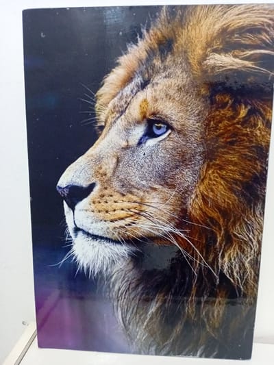This is a close-up photograph of a lion's face, captured in profile from the left side. The lion has a majestic mane of golden-brown fur and striking blue eyes. Its gaze is directed forward, with its nose and mouth visible. The background is dark and slightly blurred, with hints of purple and black, suggesting a natural or studio setting. The image appears to be a printed photograph or artwork, possibly a canvas print, mounted on a white surface. There are some minor imperfections on the surface of the print, such as small white specks.
The location of this image in the city of Douala V, Cameroon, is not provided in the image itself or its context. The image depicts a lion, which is not native to urban environments like Douala V.