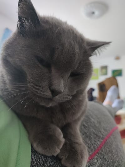 A close-up shot focuses on a grey cat with its eyes partially closed, resting on a person's lap or shoulder. The cat's fur appears soft and dense, and its paws are gently resting. The background is blurred, showing a light-colored ceiling with a circular fixture, possibly a light or fan, and other indistinct objects and colors on a wall. The scene appears to be indoors, in a domestic setting. There is no indication of the location being in Денисово, Russia.