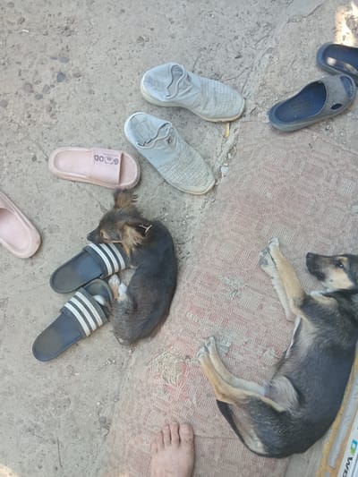 In Cotiujenii Mari, Moldova, a dog sleeps on a rug outdoors. The dog is a medium-sized breed with dark fur and tan markings. It is lying on its side, with its head resting on a pair of black and white striped slides. Another black slide is visible next to the dog's head. Several pairs of shoes are scattered around the scene on a concrete surface. These include a pair of light gray slip-on shoes and a pair of pink slides. The scene appears to be a residential outdoor area.