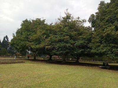 A spacious green lawn dominates the scene, speckled with shadows cast by several large, leafy trees in the middle ground. A small patch of dark red plants lines the edge of the lawn on the left. Two figures are seated on a bench underneath the shade of the furthest tree to the right. The sky is overcast, lending a diffused light to the overall landscape.