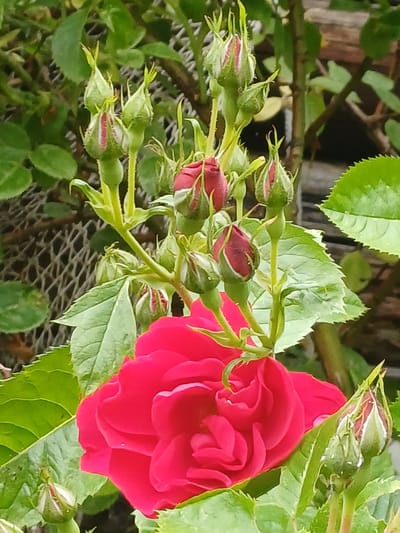 A close-up, vertical shot showcases a vibrant red rose bloom partially obscuring a cluster of tightly closed rosebuds. The rosebuds, still encased in their green sepals tinged with red, are arranged along a slender stem. Lush green leaves with serrated edges surround the flowers, their textures rendered in detail. In the background, hints of a wooden fence and a dark, blurred area suggest an outdoor garden setting. A textured, greyish material, possibly netting or a wire mesh, is visible beneath the rosebuds and leaves. The lighting appears to be natural daylight, highlighting the rich colors of the rose and foliage. The scene evokes a sense of natural beauty and the anticipation of blooming. No text is visible in the image.