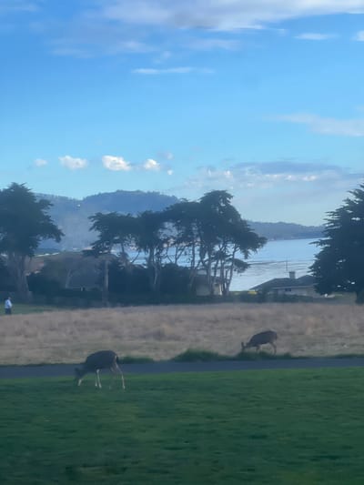 The image displays a serene outdoor landscape, likely taken during the day under a bright blue sky with scattered white clouds. The scene is characterized by a mix of natural elements and distant human presence.
In the mid-ground, a calm body of water, possibly an ocean or a large bay, stretches horizontally across the frame. On the far side of this water, indistinct hills or mountains rise, appearing somewhat hazy in the distance. Along the near shore of the water, several dark, silhouetted trees with distinctive, gnarled branches are prominent. These trees, possibly cypress, frame the view of the water. Behind these trees and along the shoreline, parts of what appear to be houses or buildings are faintly visible.
The foreground is dominated by grassy areas. To the left, there's a patch of lighter-colored, possibly drier, grass or scrub. To the right, the grass appears greener and more manicured. A narrow, dark strip, which could be a path or a road, separates these two different grassy sections.
Two deer are visible in the grassy areas. One deer is positioned further back, on the lighter-colored grass. Another deer is closer to the viewer, on the greener grass, with its head down, appearing to graze or walk. Both deer are dark in color, silhouetted against the lighter ground.
The overall impression is one of peaceful coexistence between wildlife and a scenic coastal environment. There is no visible text in the image.
