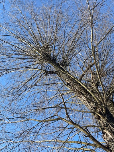 The image depicts a view looking up into the bare branches of a tree against a bright blue sky. The tree's trunk and larger branches are visible, showing rough bark texture. The thinner branches spread out in a complex network, creating a stark contrast against the sky. There are no leaves on the tree, suggesting it is winter or early spring. There is no evidence of Fabriki 1 maya, Russia, or any specific location in the scene. There are no people or other objects visible in the image.