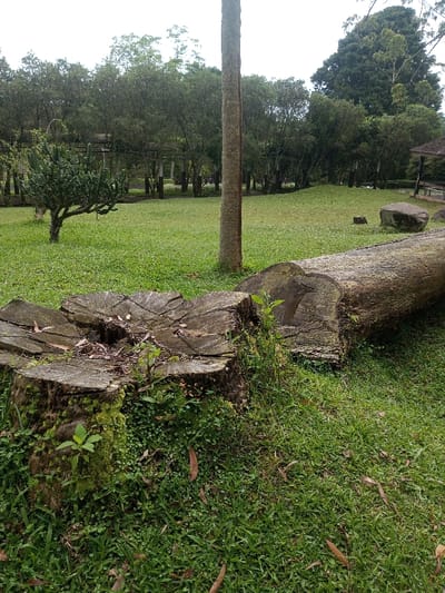 The image presents a serene outdoor scene, likely a park or garden in Mahabaleshwar, India, bathed in the soft light of an overcast or cloudy day. In the foreground on the left, a large, weathered tree stump, covered in moss and small green plants, anchors the view. Extending from it to the right, a massive, freshly cut tree trunk lies horizontally across the vibrant green grass, its cut end clearly visible.

A tall, slender tree trunk stands upright in the mid-ground, serving as a vertical focal point. To its left, a small, bushy plant with a distinctive, multi-stemmed structure grows on the lawn. Further into the mid-ground on the right, a large, smooth grey rock rests on the grass, with a smaller tree stump partially visible behind it.

The background features a dense line of lush green trees, suggesting a wooded area or forest edge. Hints of distant structures, possibly parts of buildings or gazebos, can be seen peeking through the foliage. The ground throughout is covered in neatly mown, bright green grass, with a few scattered dry leaves. No people or specific activities are visible, contributing to the peaceful and calm atmosphere of the natural landscape. There is no visible text in the image.