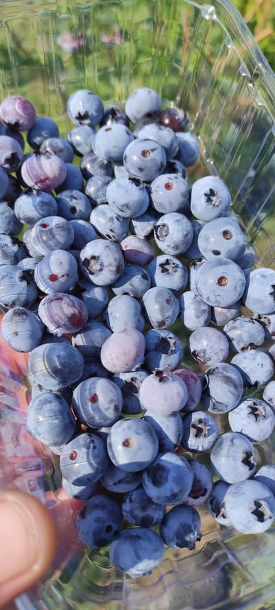 A close-up, high-angle shot captures a clear plastic container filled with fresh blueberries. The blueberries are predominantly a deep blue, with some showing lighter blue or purplish hues. A few of the berries have visible reddish marks, and some display the characteristic star-shaped calyx at their blossom end. The container is placed outdoors, with a blurred background of green foliage and hints of sunlight filtering through. The image does not contain any identifiable landmarks or features that would suggest a specific location within the city of Sorochyne, Ukraine.