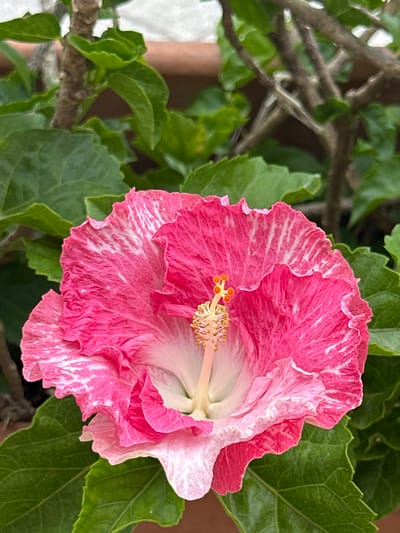 A close-up, eye-level shot of a single pink and white hibiscus flower in bloom, set against a backdrop of green foliage. The flower's petals are crinkled and have a marbled appearance with streaks of white on a vibrant pink base. The center of the flower features a prominent pistil with yellow anthers. The surrounding leaves are a rich green and appear healthy. The scene is a still, outdoor environment, likely a garden or potted plant display, and no people are present. The location is the city of Crabonaxa/Villasimius, Italy.