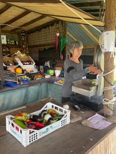 This image depicts an active outdoor market stall situated in Castiglione della Pescaia, Italy.
An adult female, characterized by short gray hair and wearing a gray long-sleeved shirt with black accents and dark trousers, stands behind a rustic wooden counter. Her left hand is positioned on the round pan of a silver commercial weighing scale, while her right hand is near its base, indicating she is operating the device. A smartwatch is visible on her left wrist.
In the immediate foreground, a white plastic crate, marked with the brand "Peppe" and a carrot logo, contains a mixed assortment of fresh vegetables including purple and white eggplants, red, green, and yellow bell peppers. A single head of garlic rests on the wooden counter beside this crate.
The stall's counter, constructed from wooden planks, extends to the left, displaying various produce. These include an orange pumpkin, a pale beige pumpkin, pomegranates, and citrus fruits (oranges or tangerines) arranged in blue plastic crates. Further back, shelves hold bottled goods such as olive oil and wine, alongside jars of preserves. A small black chalkboard sign, partially visible, contains Italian text including "RINO" and "AGIONATO." Additional blue plastic crates with produce are visible on the far right of the counter.
The stall itself features a wooden beam framework supporting a woven straw or reed roof. A green mesh netting forms part of the background structure. Two opened umbrellas, one bright pink and one green, hang suspended from an overhead beam. A white document encased in a plastic sleeve is affixed to a prominent wooden support post, secured by a coiled rope. On the counter to the right of the scale, a pink flyer with Italian text, partially legible as "Ottobre è Rosa..." (October is Pink), is held down by a small stone. The ground beneath the counter consists of dark soil.