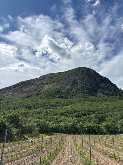 The image shows a landscape in Bondarenkovo, Ukraine. A mountain dominates the scene, with a mix of exposed rock and dense green vegetation covering its slopes. To the right, a vineyard with rows of posts and young plants stretches into the distance. The sky above is partly cloudy, with patches of blue visible through the white clouds.
