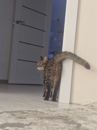 A tabby cat is positioned between a doorway and a wall, with its body angled towards the left and its tail extending to the right. The cat is looking to the left, with its head slightly turned. The environment appears to be indoors, with a light-colored floor and a white door frame. A darker colored door with horizontal lines is visible in the background on the left. The wall on the right is a neutral color with a textured finish. The lighting is dim, suggesting it may be evening or a poorly lit room. No people are present in the image. The image does not contain any information that would allow for a determination of its location in the city of Новоангарск, Russia.