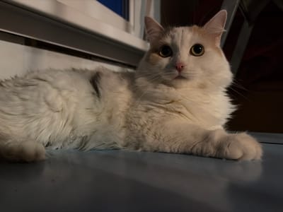 A fluffy, multi-colored domestic cat, predominantly white with patches of light brown and gray, is lying down on a smooth, blue surface. The cat is facing the viewer, with its head turned slightly to its left. Its large, round eyes, a striking yellow-green, are wide open and looking directly at the camera. The cat's pink nose and white whiskers are clearly visible. Its fur is long and appears soft, with some darker markings on its body and head. The background is dark and out of focus, suggesting an indoor environment. A sliver of a white window frame is visible in the upper left portion of the image, with what appears to be the dark interior of a room or space behind it. The lighting is dim, casting shadows and highlighting the cat's features. The image was captured from a low angle, with the cat occupying the majority of the frame. The cat is in a relaxed, resting pose. The exact location within Kol'tsovo, Russia, cannot be determined from the image alone.