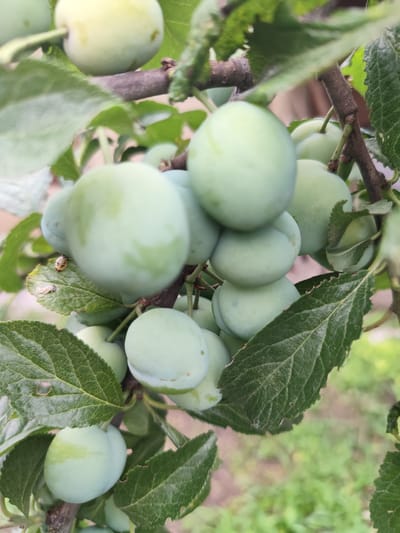 This image shows a cluster of unripe plums on a tree branch. The plums are green and round, with some showing faint streaks of lighter green. They are growing among dark green leaves, some of which have visible veins and serrated edges. A small, light-colored insect is visible on a leaf in the foreground. The background is blurred, but appears to be a garden or natural setting with greenery. This scene is located in Beglatoy, Russia.