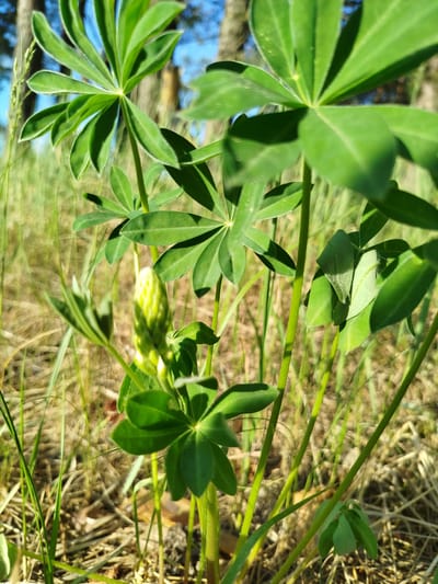 The image shows a close-up view of lupine plants in a field or grassy area. The leaves are green and radiate from a central point, creating a star-like pattern. In the center of the image, there is a lupine flower bud that is still closed. The background consists of dried grass, straw, and other vegetation, with some blurred trees visible in the distance. The image was taken in daylight, and the shadows suggest a sunny day. The specific location is Заречье, Russia.