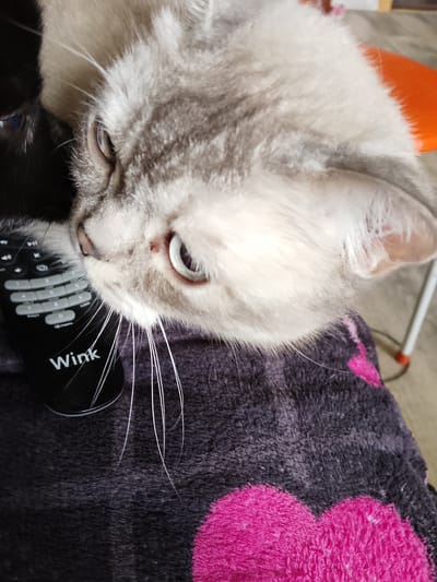 A close-up, high-angle shot shows a light-colored cat with grey tabby markings, its face and head filling most of the frame. The cat's eyes are open and looking to the left. A black remote control with white buttons and the word "Wink" is positioned to the left of the cat's head, with its lower half obscured by the cat's fur. The cat is resting on a dark purple blanket with a large pink heart design. In the background, an orange object, possibly a chair or cushion, is visible on the right. The scene appears to be indoors, with a floor visible in the background. There is no information in the image to suggest a location in the city of Soltsy, Russia.