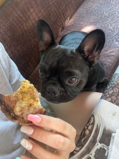 A black French bulldog is looking towards a piece of pizza held by a person's hand. The person has long fingernails painted in pink and white designs. They are sitting on a brown textured couch, and a magazine with an image of coffee beans in a jar is visible. The image was taken indoors, likely in a home environment.