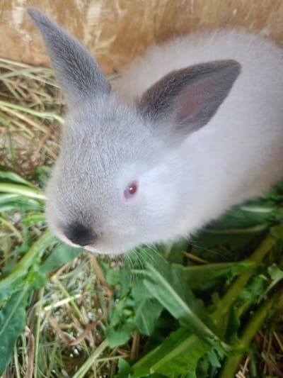 A close-up, high-angle shot captures a small rabbit in Koghb, Armenia, resting or foraging in an enclosure. The rabbit has soft, light grey fur covering most of its body, with darker grey markings on its ears and nose. A prominent feature is its striking red eyes, which contrast with its pale fur. Delicate whiskers extend from its snout.
The rabbit is situated amidst a bed of fresh green leaves, resembling dandelions, interspersed with dried straw or hay, suggesting a natural and nutritious environment. The background consists of light-colored wooden planks, indicating a hutch or similar wooden enclosure. The lighting is bright and natural, implying the photograph was taken during the daytime. The rabbit appears calm and alert, looking gently upwards. No visible text is present in the image.