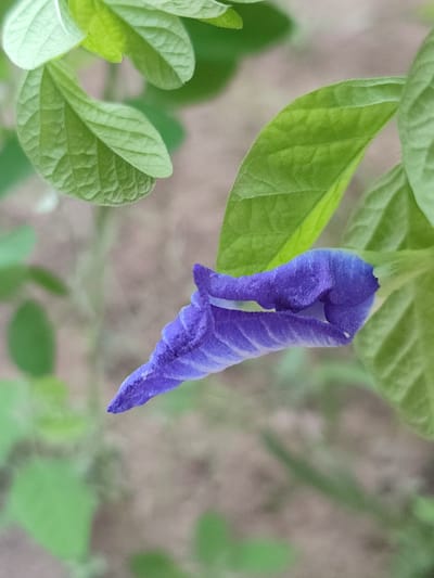 In Blang Cut, Indonesia, a close-up, slightly angled, vertical shot captures a single, vibrant blue flower bud with intricate petal structures and visible veins. The bud is in the foreground, partially unfurling and positioned to the right of the frame. Surrounding the bud are several lush green leaves, some in focus and others softly blurred, creating a naturalistic backdrop. The background consists of a mottled, earthy tone, suggesting a natural outdoor environment. There are no people, animals, or man-made objects present in the scene. The lighting appears to be natural, highlighting the texture and color of the flower and foliage.