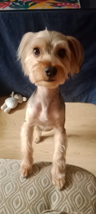 The image features a Yorkshire Terrier standing on a patterned rug in front of a wooden surface. The dog has light brown and grey fur, with its fur cut short on its body and longer on its legs and head. It is looking directly at the camera with a slightly tilted head. To the left of the dog, a small, white plush toy animal is visible, lying on the wooden surface. In the background, a dark blue fabric is draped, and a colorful border with floral or leaf-like patterns is visible at the top of the frame. The lighting suggests it is daytime. The overall scene appears to be indoors, possibly in a home environment in Galapagar, Spain. No text is visible in the image.