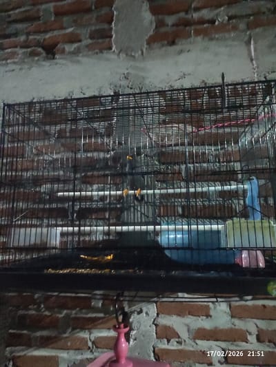 The image captures a dark-feathered bird, possibly a Myna, housed within a black wire cage. The bird, positioned slightly left of center, is characterized by its dark plumage, a prominent yellow beak, and noticeable yellow markings around its eyes and on its legs. It is perched on one of two white, horizontal bars that span the interior of the cage.

The cage itself is constructed from black wire mesh and appears to be suspended or placed against a wall. On the right side of the cage, several small plastic containers, colored blue, light yellow, and pink, are visible, likely serving as food and water dishes. Below the bird, on the cage's floor, there appears to be scattered birdseed or other food particles.

The background consists of a reddish-brown brick wall, partially covered with patches of worn, light grey plaster or concrete, indicating an indoor or enclosed setting. The lighting in the image is dim and uneven, suggesting it was taken in low light conditions or at night.

In the bottom foreground, directly beneath the cage, a bright pink object, possibly part of a stand or another cage, is visible, connected to the base of the main cage by a black hook. A digital timestamp in the lower right corner of the image indicates the date and time as "17/02/2026 21:51". The overall scene is static, showing the bird resting in its enclosure.