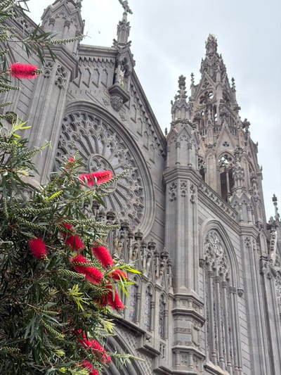 The image displays a detailed view of the Church of San Juan Bautista, a prominent Gothic Revival-style religious edifice located in Arucas, Gran Canaria, Spain. The perspective is an upward-angled shot focusing on the building's intricate dark grey volcanic stone facade and a portion of its side.
In the left foreground, a large branch from a plant, identified as a Bottlebrush (Callistemon) due to its distinctive appearance, extends into the frame. This branch is laden with numerous vibrant red, brush-like flowers and slender green leaves, interspersed with many small, green, undeveloped flower buds.
Behind the foliage, the church's elaborate architecture is visible. A large, circular rose window with complex stone tracery dominates the central upper facade. Above this, the facade culminates in a pediment-like structure featuring a niche containing a sculpted figure, flanked by smaller decorative pinnacles and topped by a cross. To the right, the church's side is characterized by tall, slender arched windows with detailed Gothic tracery. Further right and slightly recessed, a multi-tiered, highly ornate spire or bell tower rises, showcasing numerous pointed arches, openwork elements, and pinnacles. The entire structure exhibits finely carved details typical of Gothic Revival architecture.
The sky is uniformly overcast and light grey, providing a neutral backdrop to the dark stone building. No individuals or discernible activities are present in the scene.
