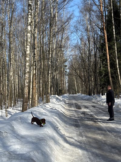 The image displays an outdoor scene in a forested area of Zelenogradskiy, Russia, under a clear blue sky. A dirt road, partially covered in slush and puddles from melting snow, recedes into the distance, flanked by substantial snowdrifts on either side. The forest consists predominantly of tall, slender birch trees with white bark, largely devoid of leaves, indicative of late winter or early spring. Some darker evergreen trees are visible on the far right. An adult male with light-brown hair and a beard stands upright on the right side of the road, wearing dark clothing, and facing slightly left. On the snowdrift to the left of the road, a brown dachshund dog holds a light-green ball in its mouth, appearing in motion with its tail raised. A wooden post is partially visible in the snow on the left, behind the dog.