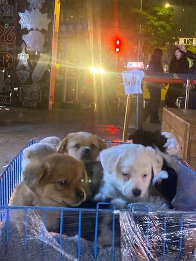 A cage of puppies is positioned near a street at night. Three puppies are visible: a white one, a golden one, and a light brown one. The cage appears to be wrapped in clear plastic. Streetlights shine brightly in the background, along with various lit signs and a traffic light. Other pedestrians are walking by on the street.