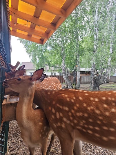 A group of dappled deer are standing near a wooden feeder, some with their heads reaching into it. One deer in the foreground is looking to the left, its head and neck clearly visible. Its fur is a light brown with distinct white spots. Behind it, another deer's spotted coat is visible. In the background, several white birch trees with green foliage dominate the scene. A wooden fence runs horizontally across the background, and a few buildings with reddish-brown roofs are visible beyond it. The ground is covered with dry grass and small stones. Above, a wooden canopy with orange translucent panels is supported by wooden beams, and a string of lights is attached to the underside of the canopy. The image appears to be taken in an outdoor enclosure, possibly a zoo or a wildlife park, located in Mokhovichki, Russia.