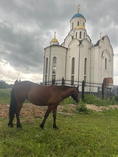 The media file shows a brown horse standing in a grassy area in front of a white building with a blue and gold dome, which appears to be a church or monastery. The building has intricate architectural details, including arched windows and golden crosses on its domes. A black metal fence separates the grassy area from the building. The sky is overcast with dark clouds, suggesting either early morning or late afternoon. The overall mood is somewhat somber due to the weather. The horse is wearing a blue halter. The background shows some trees and greenery. The location is identified as Gorki Leninskiye, Russia. There is no visible text in the image. The scene depicts a quiet, perhaps contemplative moment, with the horse as the foreground subject against the backdrop of the imposing religious structure.