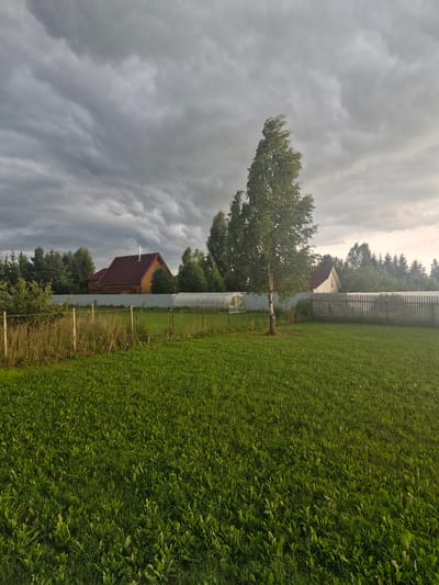 A wide shot captures a grassy field in Aleksino, Russia, under a cloudy sky. In the background, a wooden house with a red roof stands behind a white fence. To the left of the house, a greenhouse is visible. A lone birch tree stands in the middle of the field, its leaves rustling in the wind. A wooden fence runs along the edge of the field. The overall atmosphere is overcast and slightly windy.