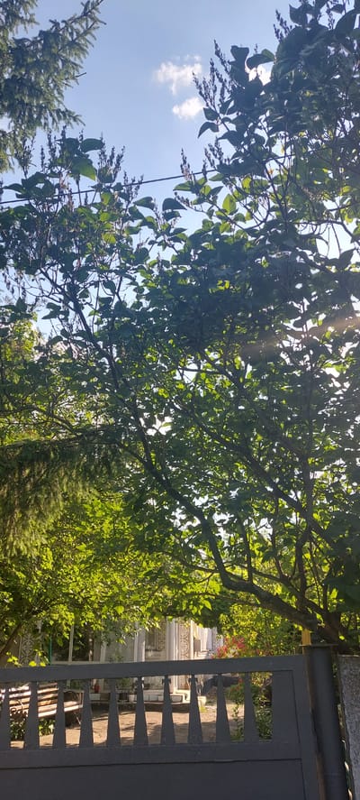 The image depicts an outdoor scene under a clear blue sky with scattered white clouds. Dense green foliage from trees dominates the upper portion of the frame, with sunlight filtering through the leaves, creating a dappled effect. In the lower half of the image, a dark grey metal gate with pointed vertical bars is visible, extending across the bottom. Behind the gate, a portion of a building with white walls and large windows can be seen, along with an ornate bench. The overall setting appears to be a residential area, possibly a garden or yard, in Voronkiv, Ukraine.