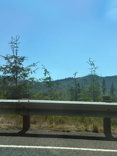 The image depicts a view of a forested hillside with a clear blue sky above, taken from what appears to be the side of a road. In the foreground, a silver guardrail runs horizontally across the frame. Behind the guardrail, dry grass and some green foliage are visible, with several young evergreen trees. In the background, a densely wooded hillside rises, with the faint outlines of more trees and possibly some clearings or structures visible near the crest. The overall scene suggests a natural, possibly rural or semi-rural, environment. The presence of the guardrail and the road surface in the lower portion of the image indicates it was captured from a moving vehicle or a roadside perspective. No people or specific landmarks identifying the city of Seaside, United States, are present in the image.