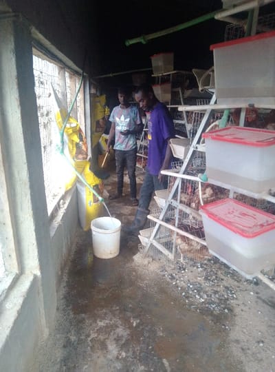 Two men are inside a poultry farm. One, wearing a purple shirt and black boots, stands near rows of caged chickens with red-lidded water containers. The other, in a patterned t-shirt, holds a yellow object. A hose fills a white bucket, resting on a soiled floor with scattered debris. Bags of feed lean against a wall near barred windows, providing the only light in the otherwise dark room.