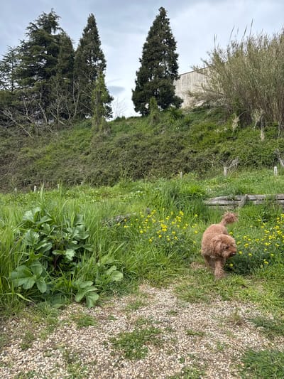A brown, medium-sized dog is standing amidst tall green grass and yellow wildflowers. To the right of the dog is a path of gravel. Behind the dog, a wooden fence separates the grassy area from a hill covered in dense green vegetation. In the background, there are two tall, pointed evergreen trees and a glimpse of a building. The sky is overcast. Based on visual characteristics, the location is Montelarco, Italy.