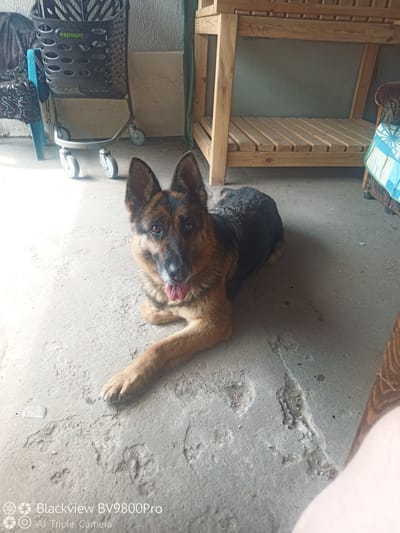 The image captures a German Shepherd dog lying on a concrete floor in what appears to be an outdoor or semi-enclosed area, possibly a yard or porch. The dog is positioned in the foreground, looking directly at the camera with its tongue slightly out. Behind the dog, to the left, is a dark-colored shopping cart with a blue chair beside it, and to the right, a wooden structure with shelves. The background wall is a neutral gray. The scene suggests a casual, domestic setting. The watermark at the bottom indicates the image was taken with a Blackview BV9800Pro with AI Triple Camera. Based on the provided location, this scene is set in Улукаўскі сельскі Савет, Belarus.