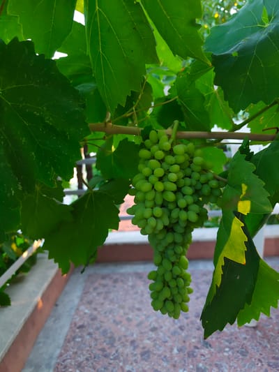 A bunch of unripe green grapes hangs from a vine, surrounded by large, green grape leaves. The grapes are small and round, tightly clustered together. The leaves are vibrant green, with visible veins and serrated edges. Sunlight filters through the leaves, creating highlights and shadows.
In the background, out of focus, is a patterned tiled surface with pink and grey flecks, suggesting an outdoor patio or walkway. A white railing or fence is partially visible above the tiles. The setting appears to be outdoors, likely during the day, given the lighting. The overall scene evokes a sense of nature and abundance, with the focus on the developing fruit and foliage. No people, animals, or text are visible in the image. The location context provided is Νέα Ραιδεστός, Greece, which aligns with the visual cues of a sunny, outdoor environment suitable for grape cultivation.