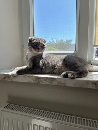 A grey Scottish Fold cat with yellow eyes is lying on a windowsill. The cat is positioned in the center of the frame, looking to the left of the camera. Sunlight streams in from the right, illuminating the cat and the marbled windowsill. Behind the cat, a window shows a bright blue sky and some distant trees and buildings, indicating an outdoor environment consistent with Zmiinets, Ukraine. Below the windowsill, a white radiator is visible. The overall scene depicts a domestic setting on a sunny day.