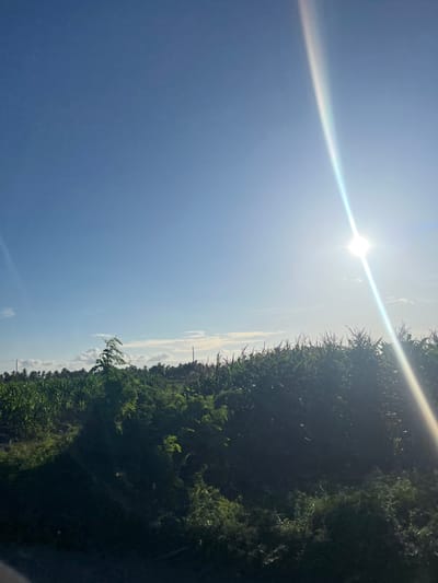A bright, sunny day illuminates a vast cornfield in Welado, Indonesia. The sky is a vibrant, clear blue, with the sun prominently featured on the right side of the frame, casting a strong lens flare that streaks across the image. The corn stalks are tall and lush, forming a dense green carpet that stretches across the landscape. In the foreground, there is a shadow of what appears to be a road or path, suggesting the photo was taken from a roadside. The scene is peaceful and natural, capturing the essence of a rural Indonesian setting bathed in sunlight.