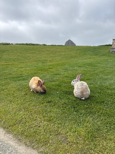 Two rabbits rest on a green lawn. One rabbit is light gray with a visible tail. The other rabbit is light brown and looks towards the gray rabbit. In the distance, a rock formation is visible against a gray sky. Part of a building is in the top left corner of the image. The green lawn stretches out, making the rabbits the prominent focus.