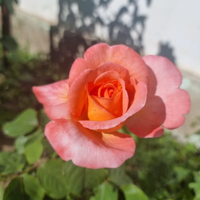 The image is a close-up, high-angle shot of a vibrant, salmon-pink rose in bloom. The rose's petals are layered, with a deeper orange hue at the center that gradually fades to a lighter pink at the edges. The texture of the petals is delicate and slightly wavy. The rose is positioned in the foreground, slightly off-center to the right, and is sharply in focus.
The background is blurred, creating a shallow depth of field. It consists of lush green foliage, suggesting a garden setting. Behind the foliage, a light-colored wall is visible, with the dappled shadows of what appear to be tree branches or leaves cast upon it, indicating it is daytime and sunny.
The image was taken outdoors. There are no people or specific landmarks visible that would allow for precise geolocation within the city of Ақкемер, Kazakhstan. However, the presence of a rose, green foliage, and a wall suggests a typical residential or public garden environment.