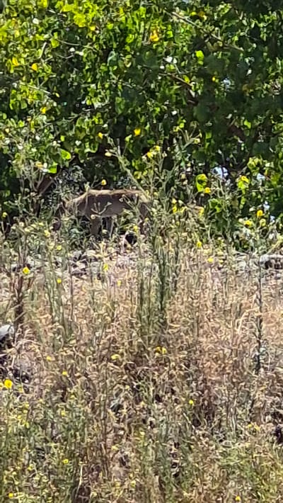 In Rancho Cordova, California, an adult deer is captured partially obscured by dense, dry vegetation with scattered yellow wildflowers. The deer's body is primarily visible from the back, with its head lowered as if grazing or drinking. Its coat appears to be a uniform light brown or tan. The environment is characterized by a thick undergrowth of tall, straw-colored plants and bushes, interspersed with vibrant green foliage from trees in the background. The lighting suggests a bright, sunny day, casting dappled shadows. The overall scene depicts a natural habitat within the city limits.