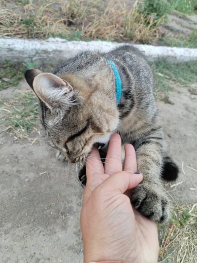 A domestic short-haired tabby cat with a blue collar is interacting with a human hand outdoors. The cat's head is lowered towards the hand, and its whiskers are touching a finger. The cat's fur is a mix of brown, black, and grey stripes. The human hand is open, with fingers extended. The background shows dry grass, dirt, and a white concrete border. The image was taken in Bilousivka, Ukraine.