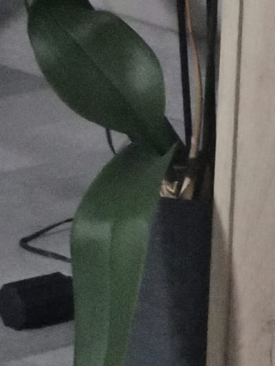 A close-up, vertical shot shows the leaves of a dark green plant against a gray, textured background. The leaves are smooth and ovular. To the right of the plant, a thin, light brown object is visible, possibly a stick or stem. Further to the right, a vertical, light beige surface is present. In the lower left corner, a small, dark rectangular object lies on the gray surface. The image appears to be taken indoors. The exact location in Bourg-lès-Valence, France, cannot be determined from the image alone.