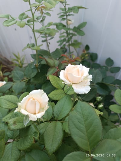 Two pale peach roses are in bloom on a rose bush. The rose bush has deep green leaves and is situated in an outdoor setting, with a light-colored fence in the background. The timestamp "26.06.2026 07:53" is visible in the lower right corner of the image. The scene is located in Strovolos, Cyprus.